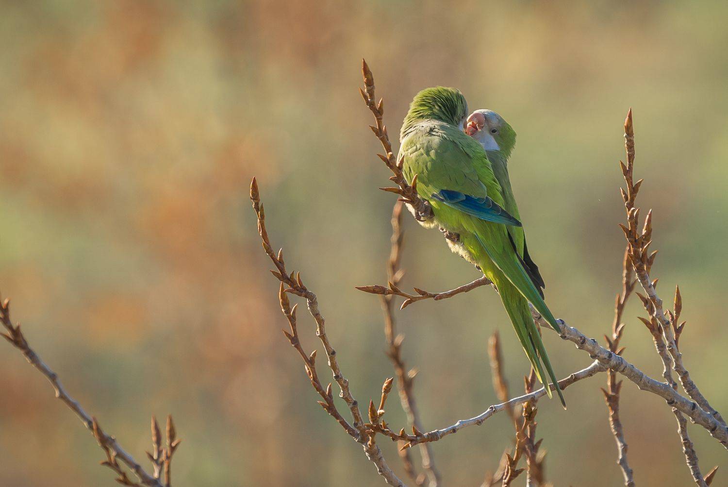 , Максимова Дария