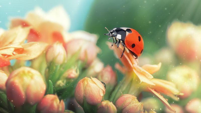 macro, ladybug, georgia ladybug фото превью