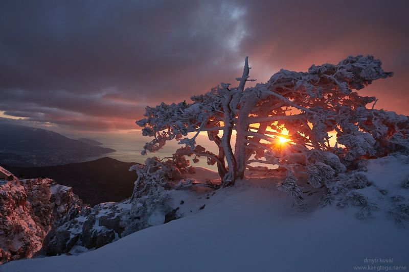 пейзажемагьё, пейзаж-как-виденье Дерево-заря фото превью