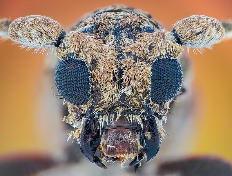 capricornbeetle фото превью