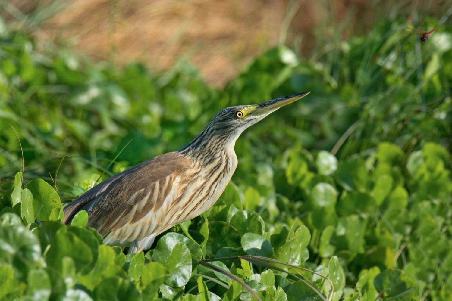 , Людмила Бекман