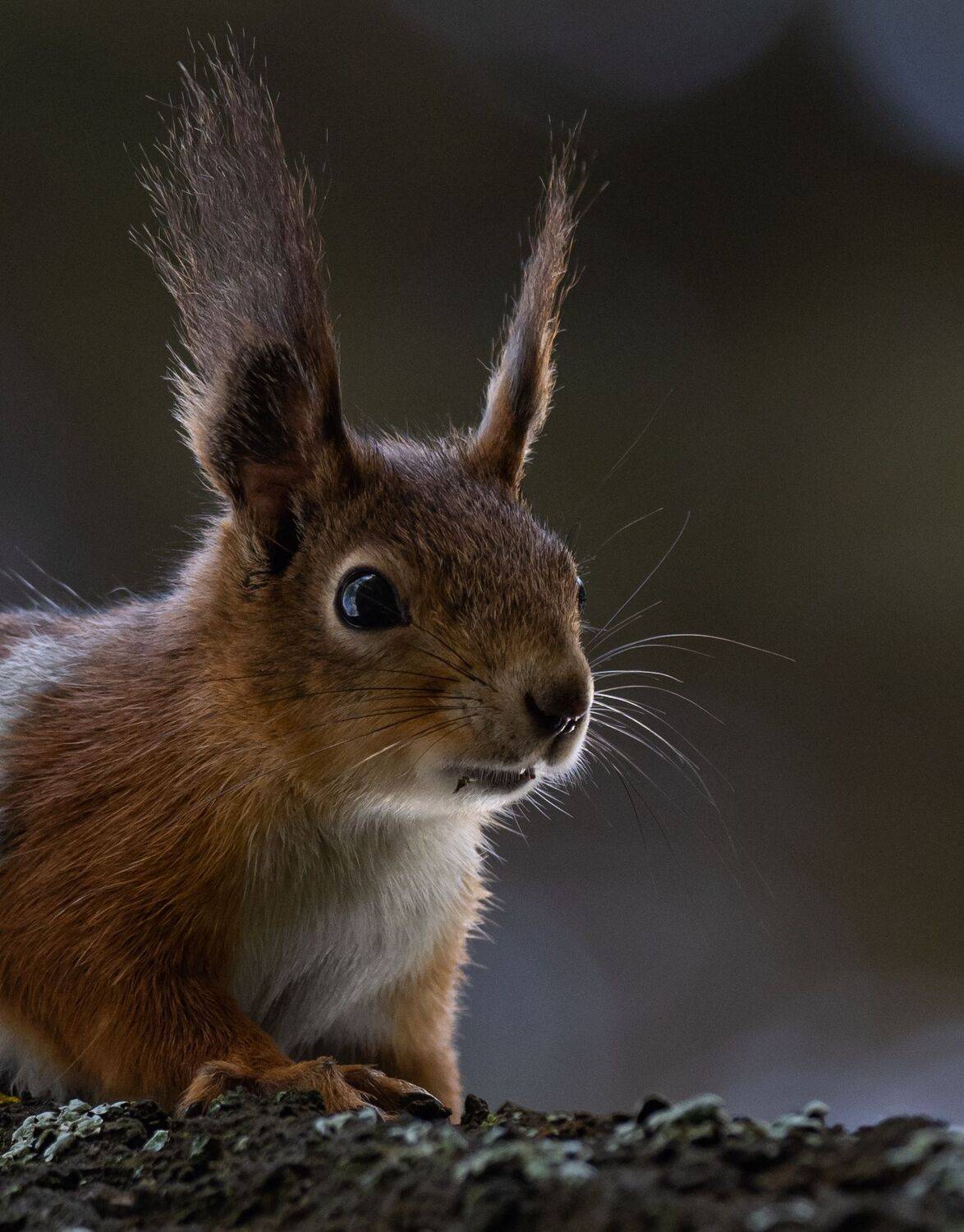 , Курлянцев Алексей