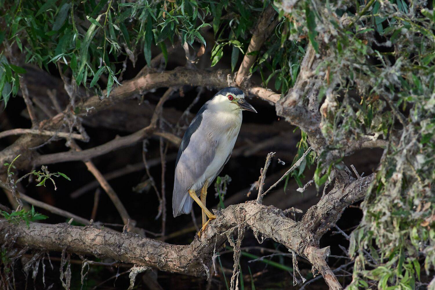 volgograd, russia, wildlife, Nycticorax nycticorax, , Сторчилов Павел