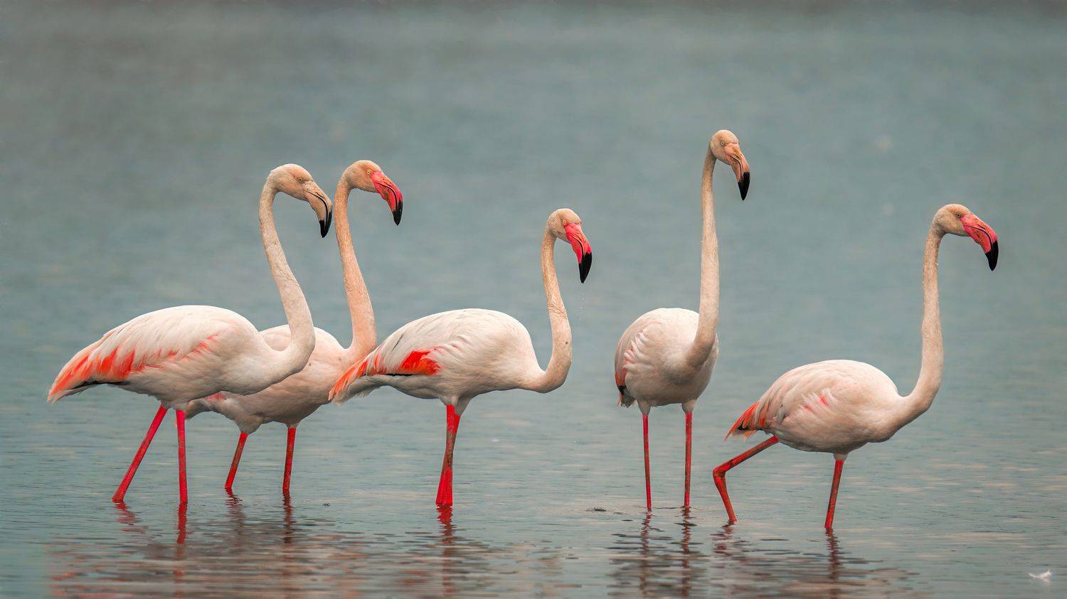 , Шварцман Евгений