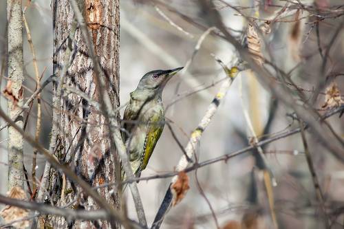 Седой дятел (Picus canus).