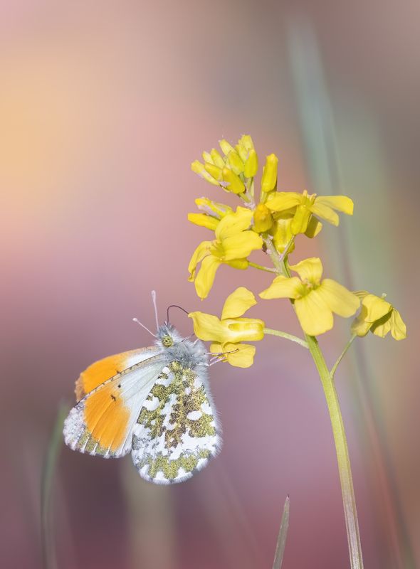 Зорька Anthocharis cardamines фото превью