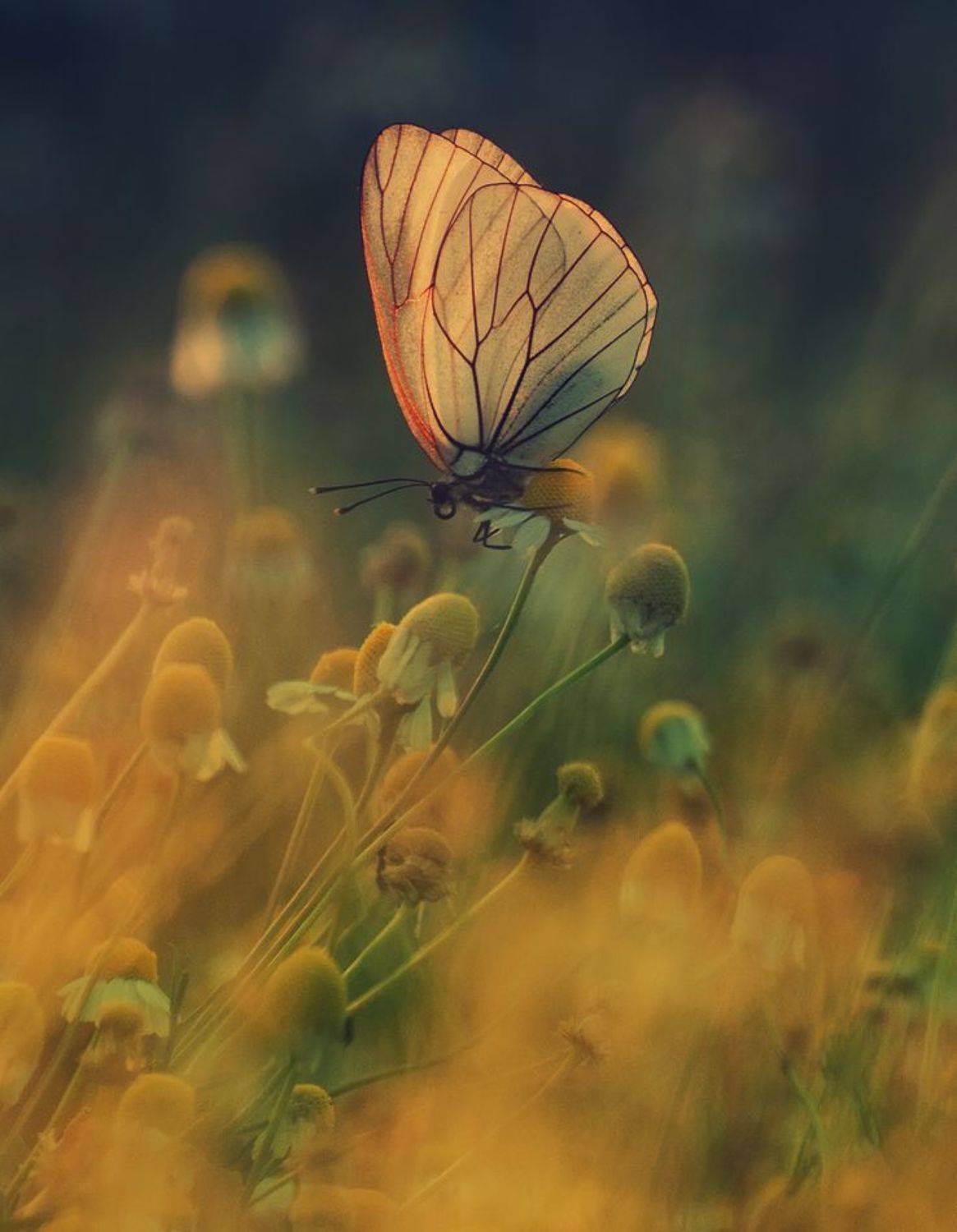 , Герчев Николай