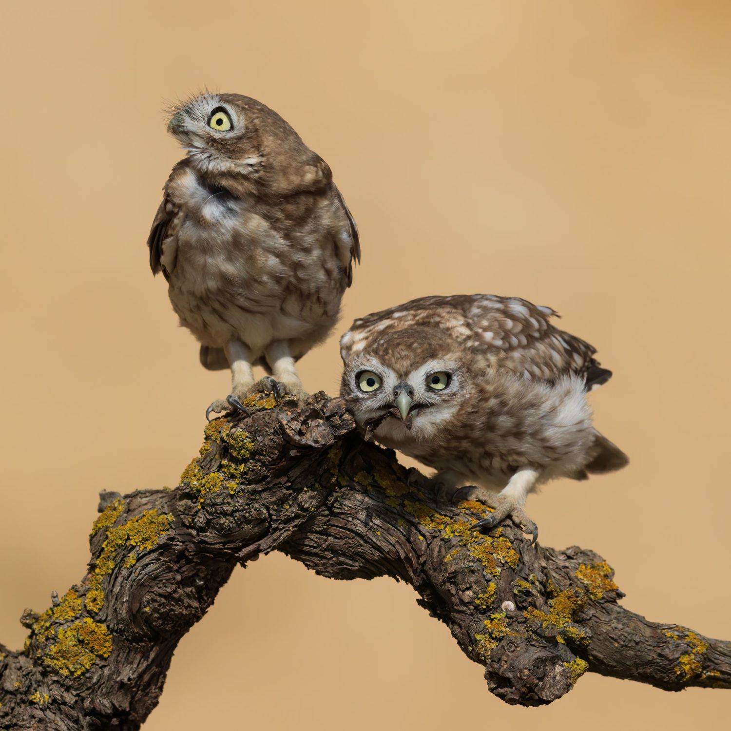 , Фруман Евгений