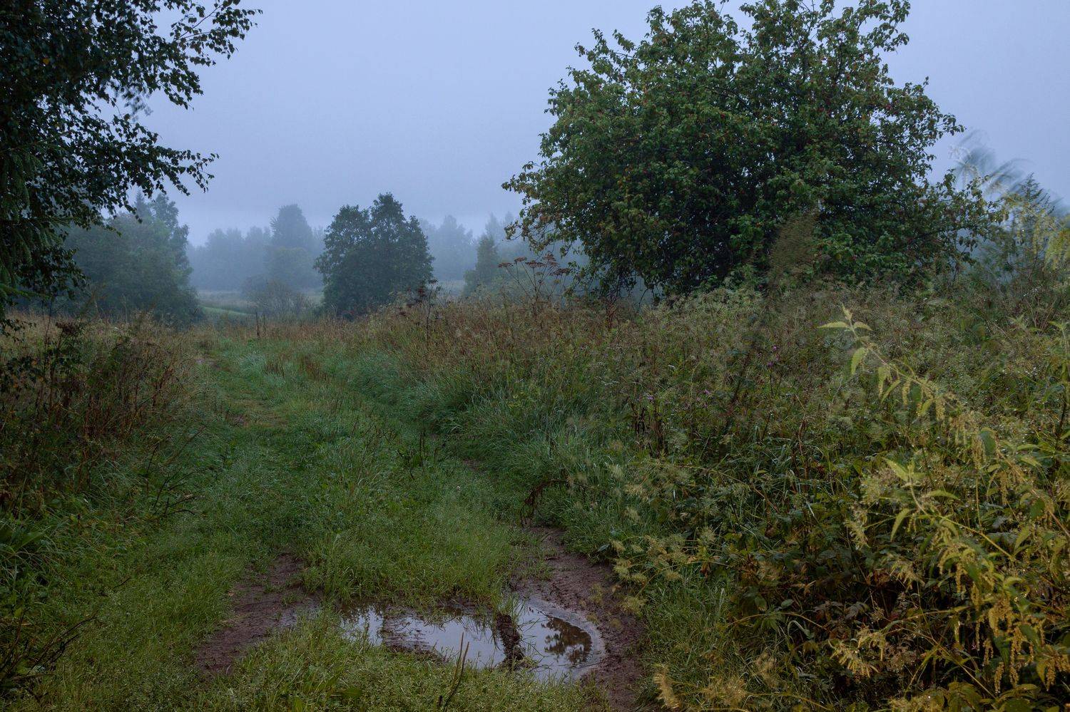 лето дождь туман поле луг даль, Светлана Холодняк