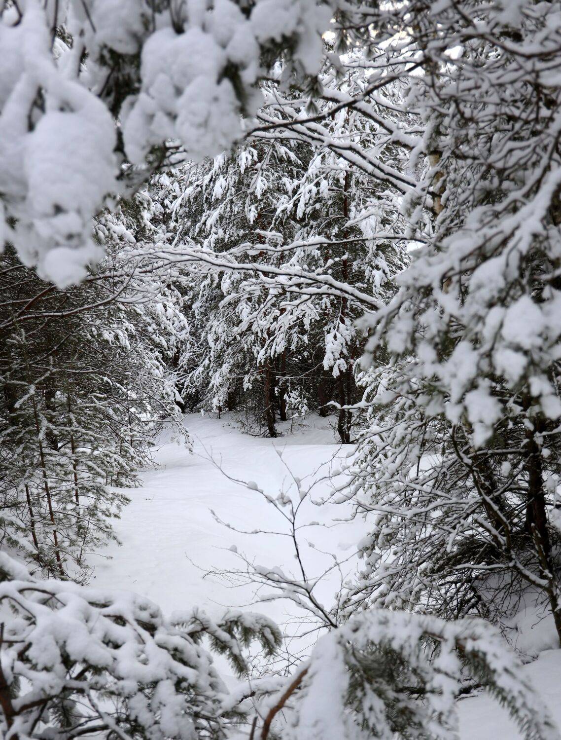 зима снег деревья лес, Колосова Елена