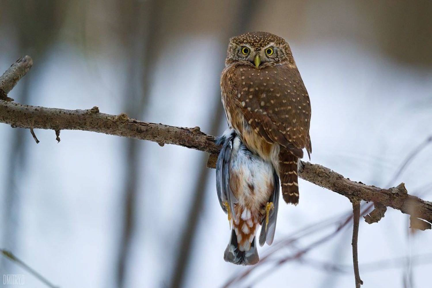 , Дмитрий Доронин