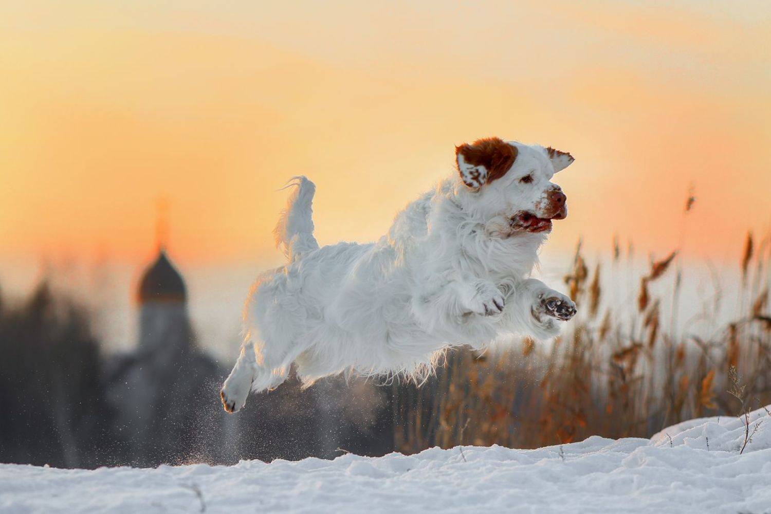 , Андрей Ершов