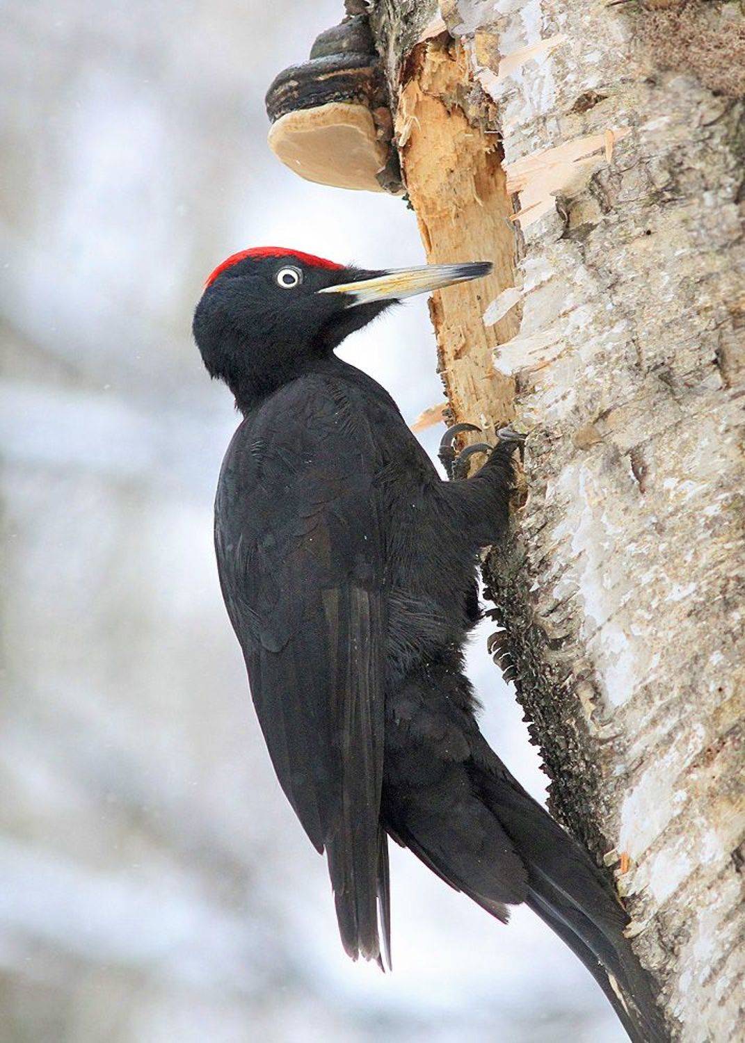 , Михаил Крюков