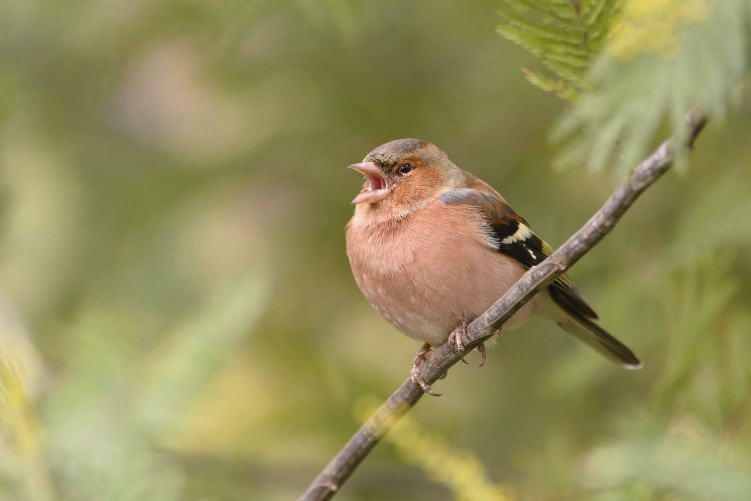 , Андрей Клыпин