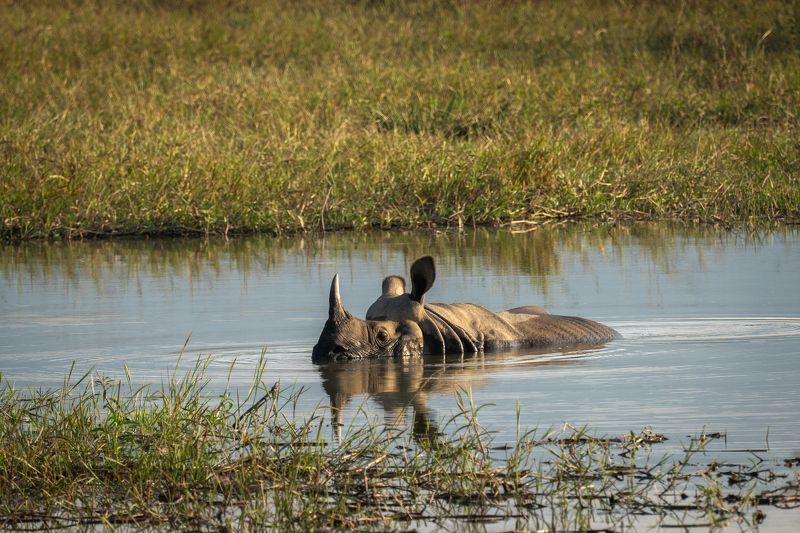 носорог, непал, читван, джунгли, отражение, nepal, chitwan, jungle, rhino, reflection  фото превью