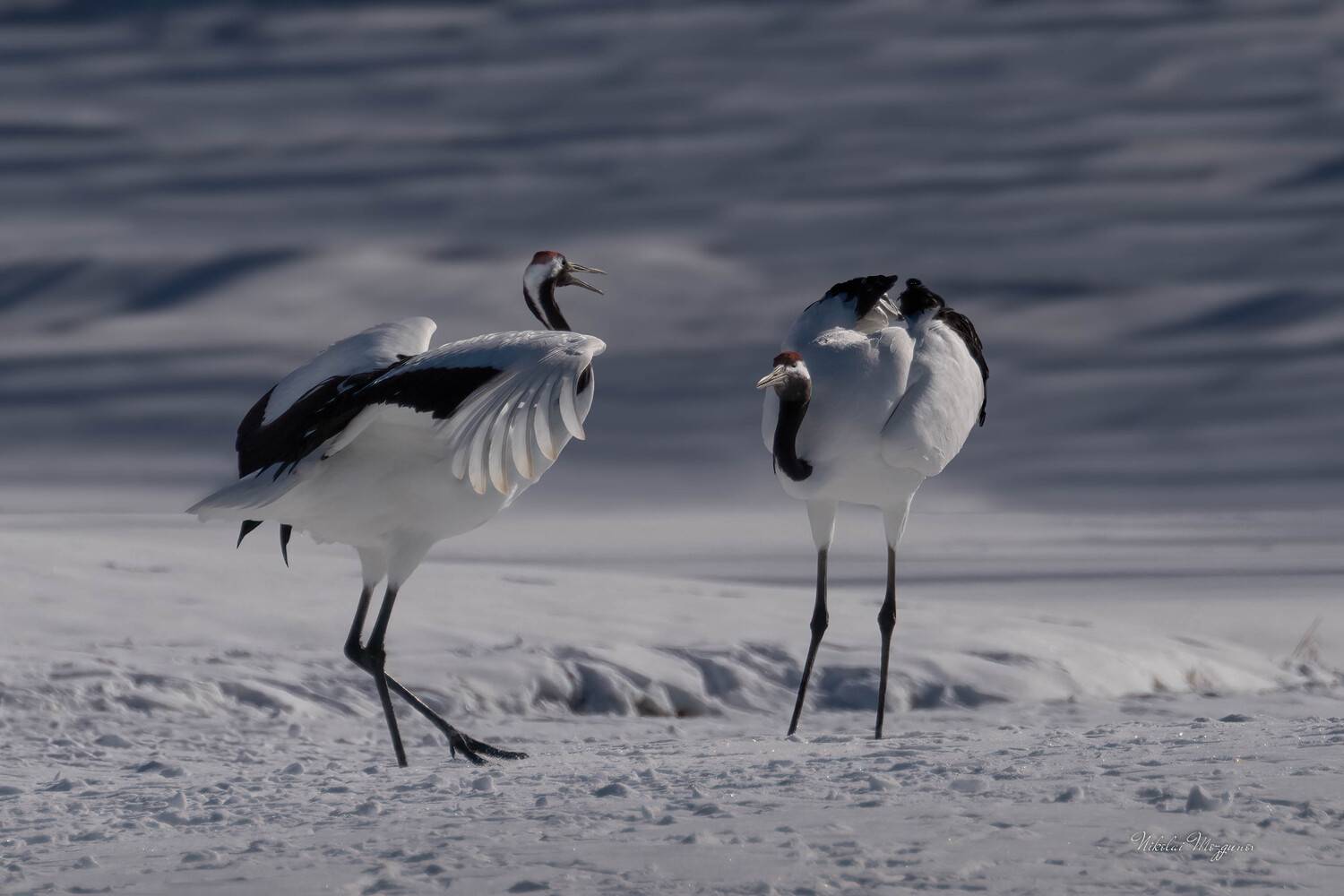 , Николай Мозгунов