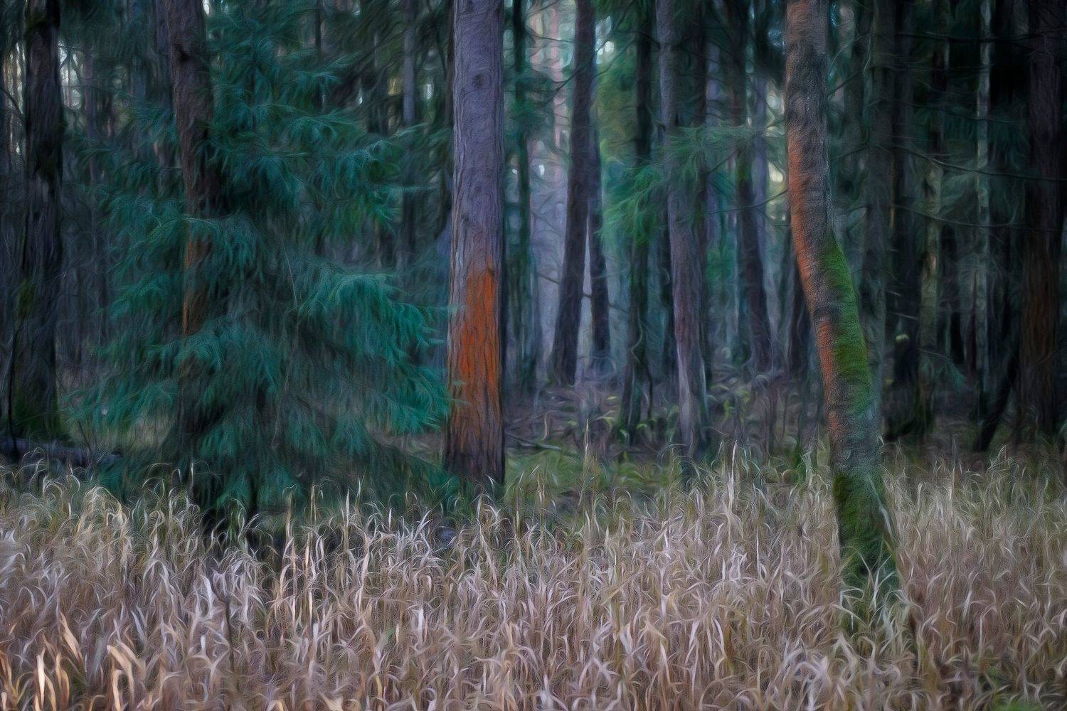 лес, осень, деревья, пейзаж, forest, woodland, trees, landscape, autumn, Валерий Вождаев
