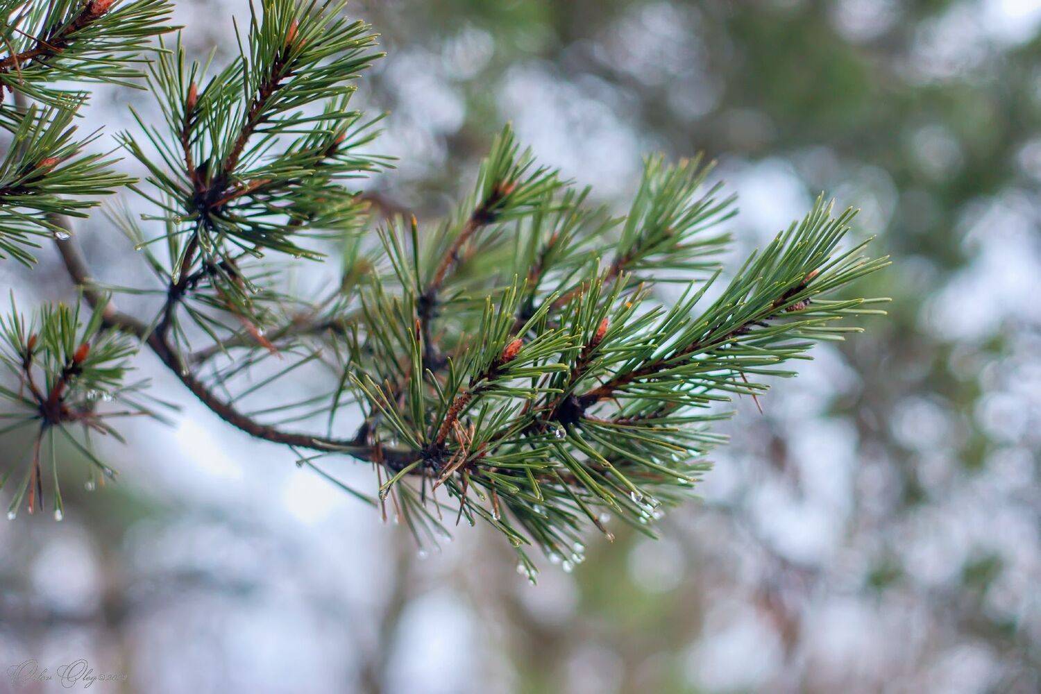 , Орлов Олег