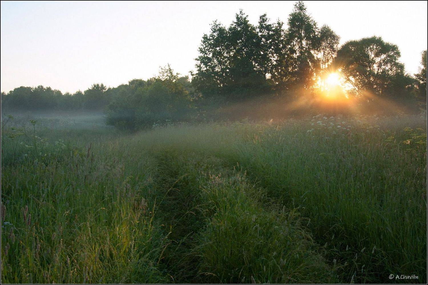 утро,рассвет,солнце,роса,июль, Александр Чувилин