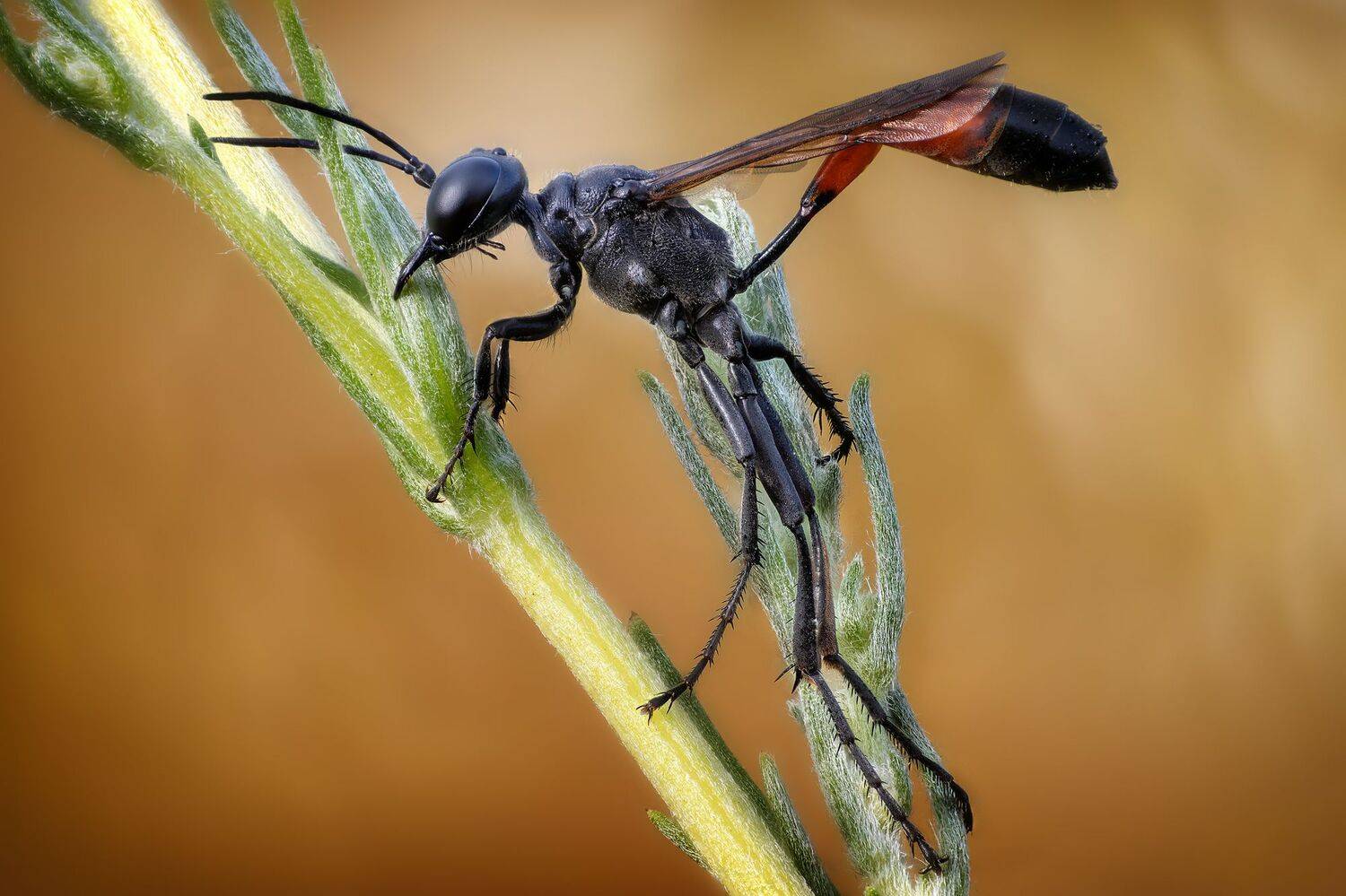 , Кузнецов Дмитрий
