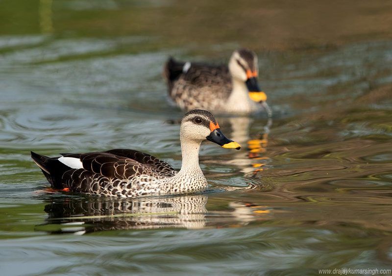 Indian spot-billed duck Indian spot-billed duck фото превью