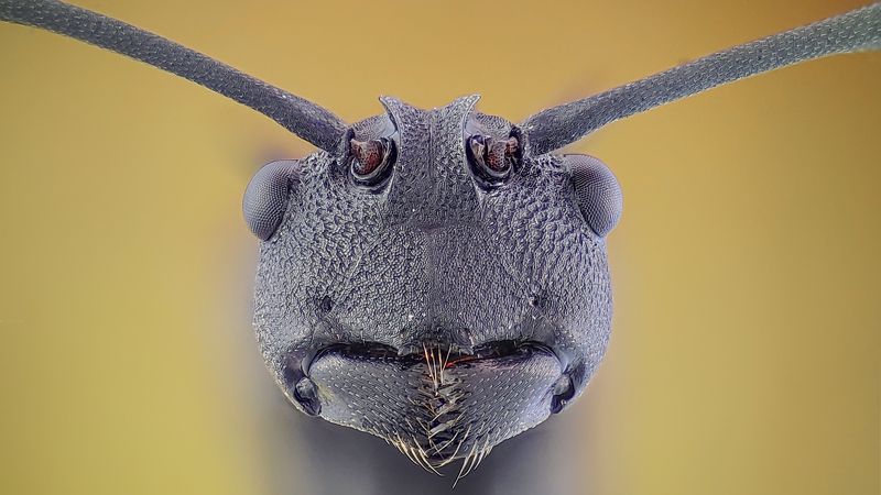 Ant фото превью