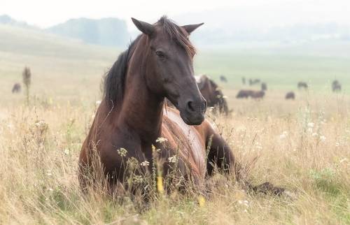 Среди трав луговых