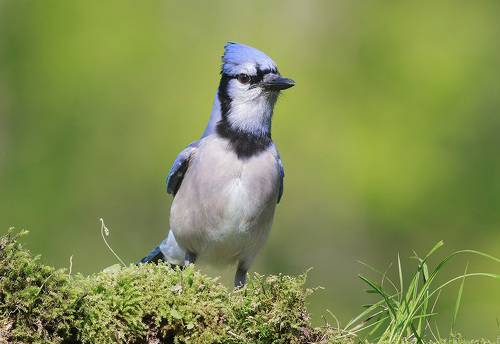 Blue Jay - Голубая сойка