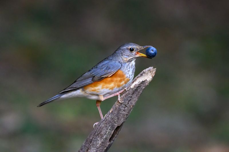 birds  фото превью