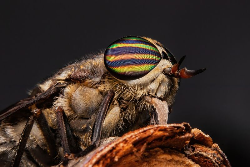 horsefly фото превью
