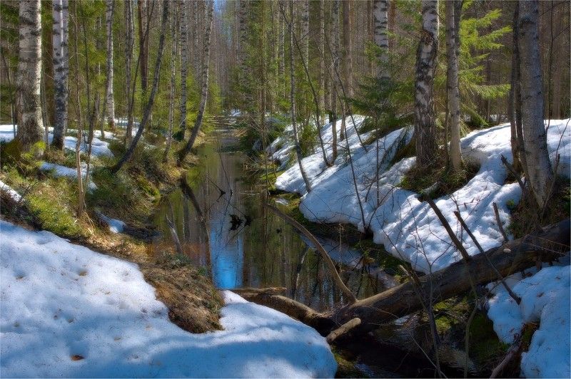 весна, снег, талый, ручей, торфяник, лес, берёзы, стволы, красная вода Лесной ручей фото превью