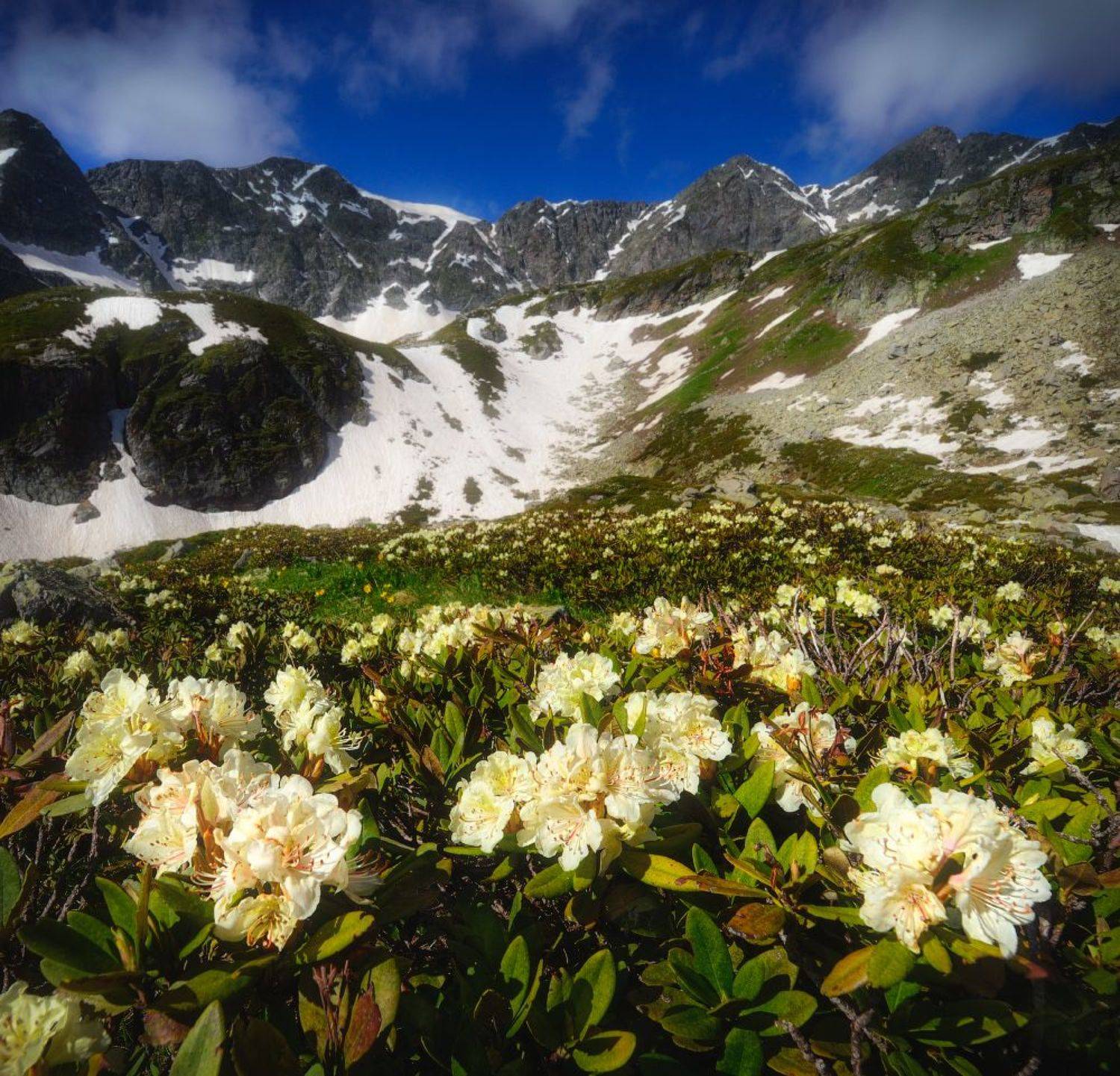 Архыз, Кавказ, дуккинские, рододендрон, Сергей Кочергин