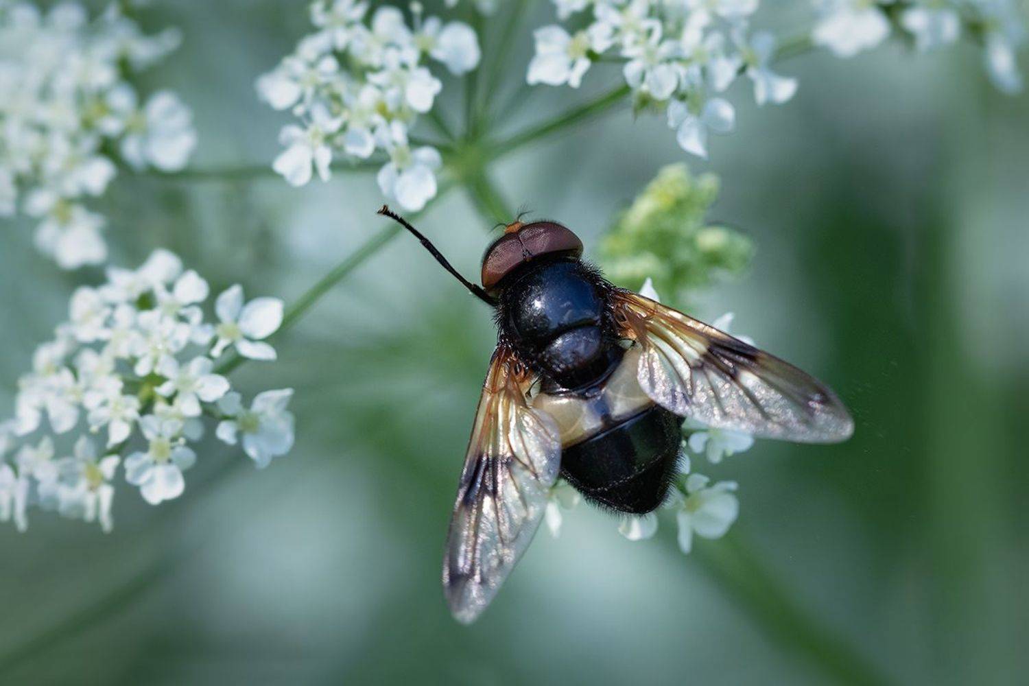 макро, муха, fly, macro, Хилько Марина