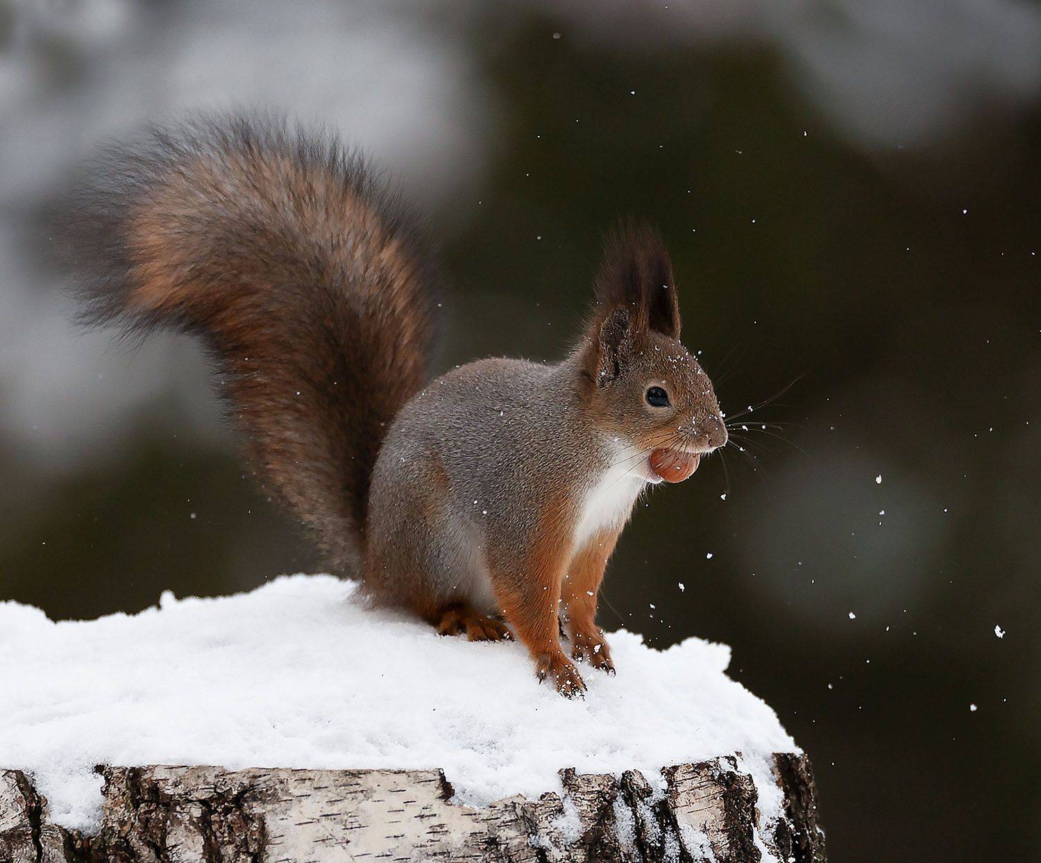 белка, орех, зима, лес, природа, squirrel, beautiful, forest, nut, forest, nature, Стукалова Юлия