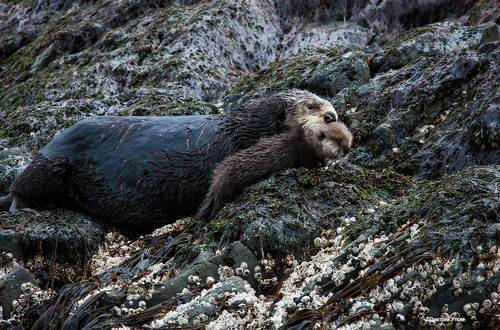 Про каланов