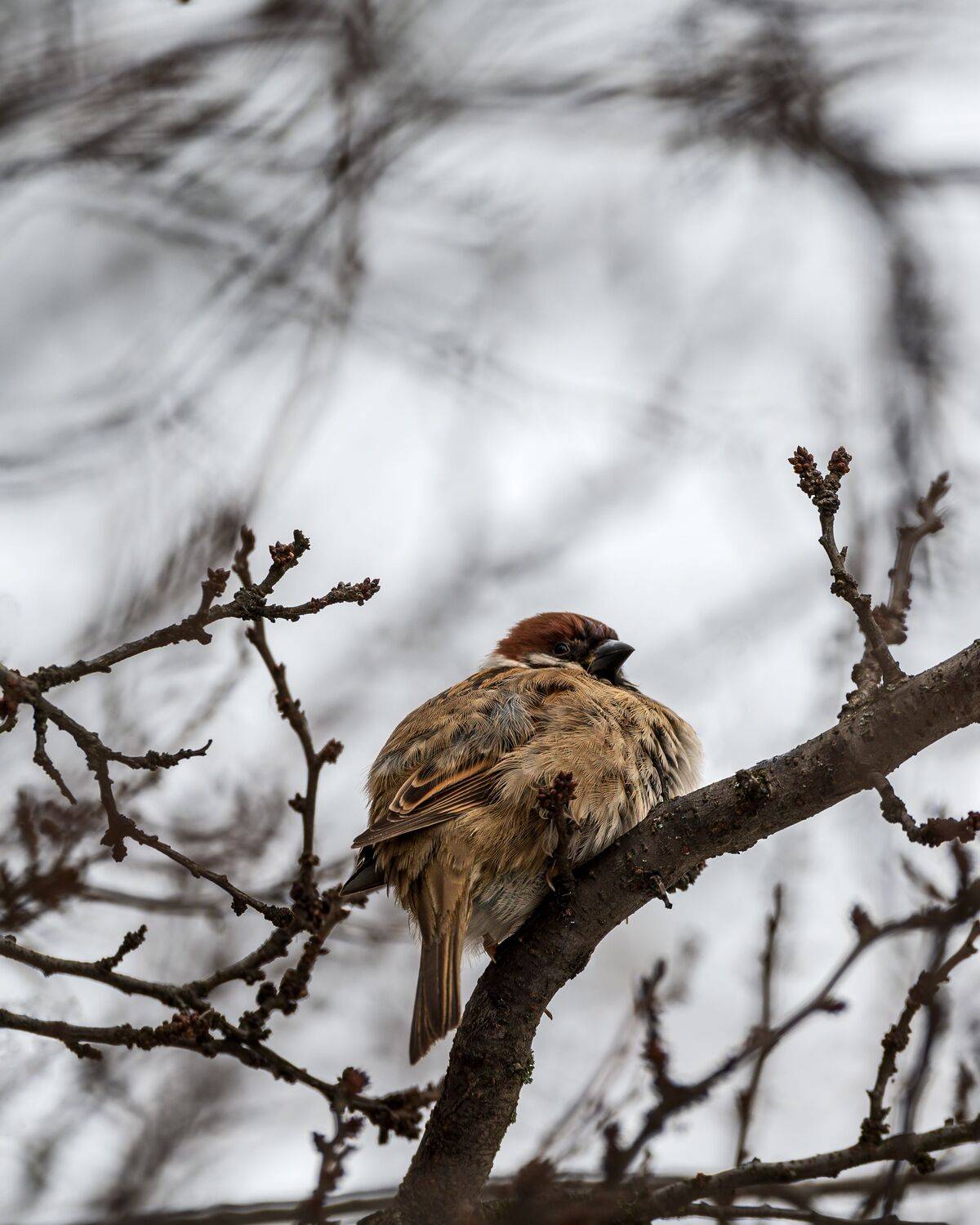 полевой воробей, Алексей Рыльский
