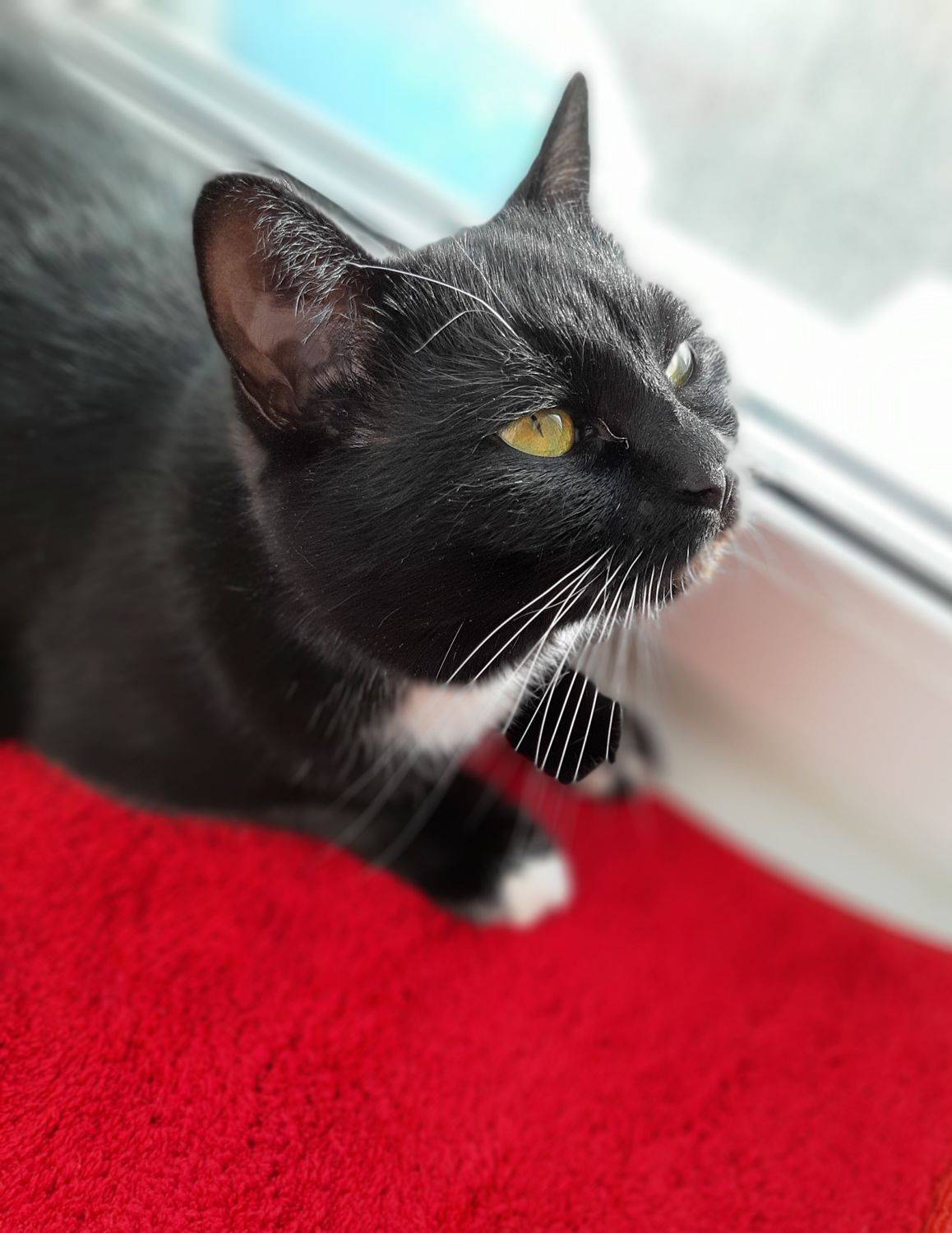 кошка, Maria V. Gorskaya