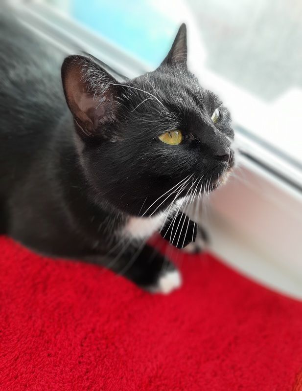 Красное и чёрное фото превью