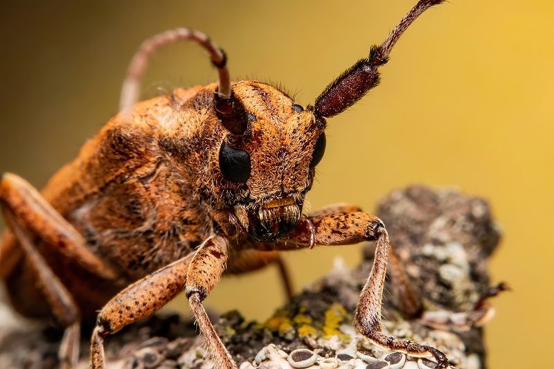 Inconito Beetle фото превью