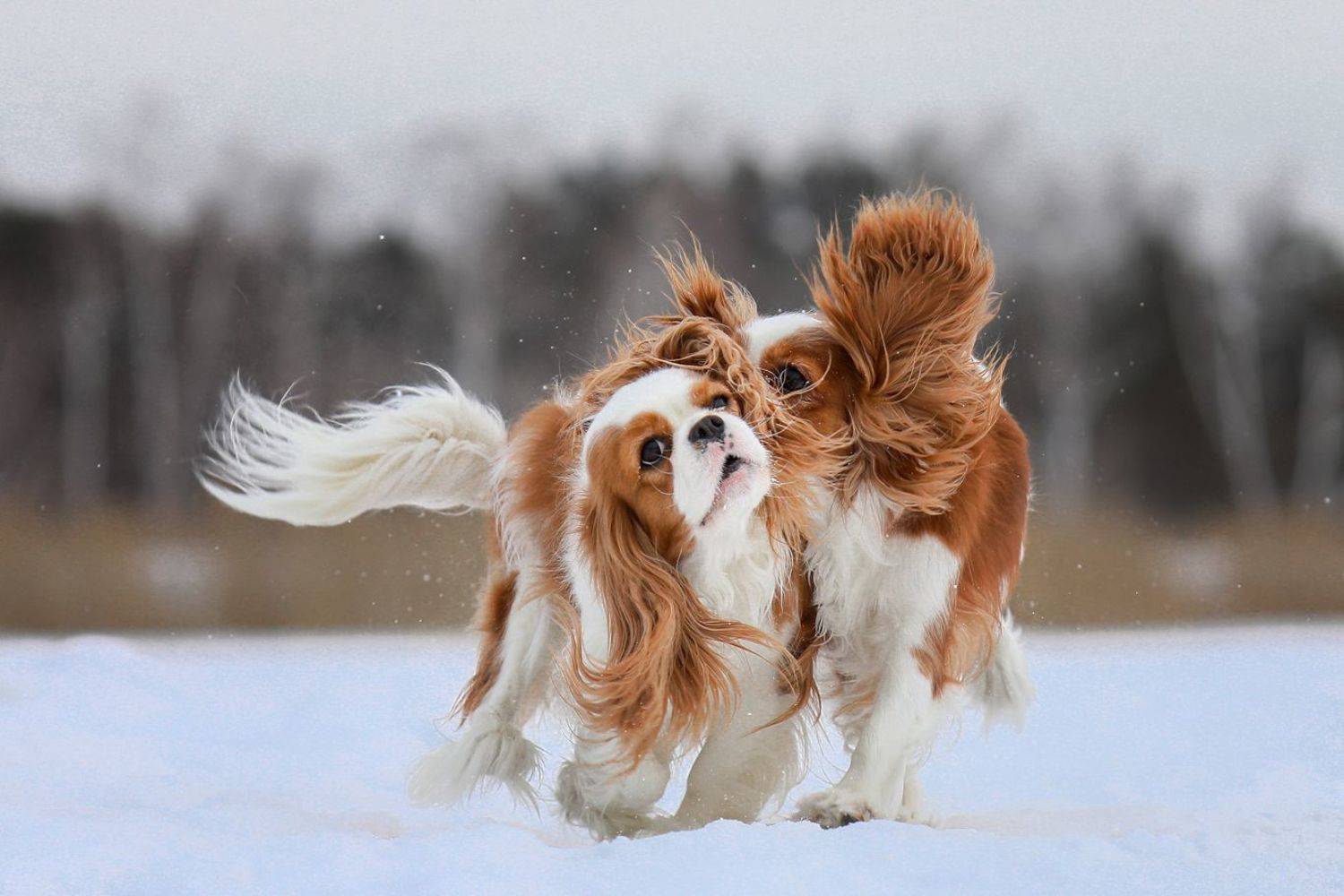 , Андрей Ершов