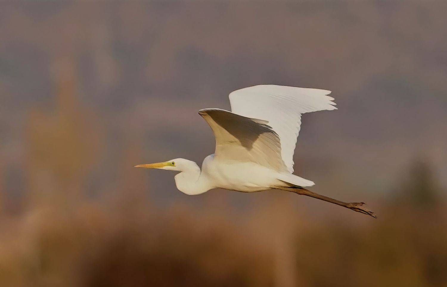 , Красимир Георгиев