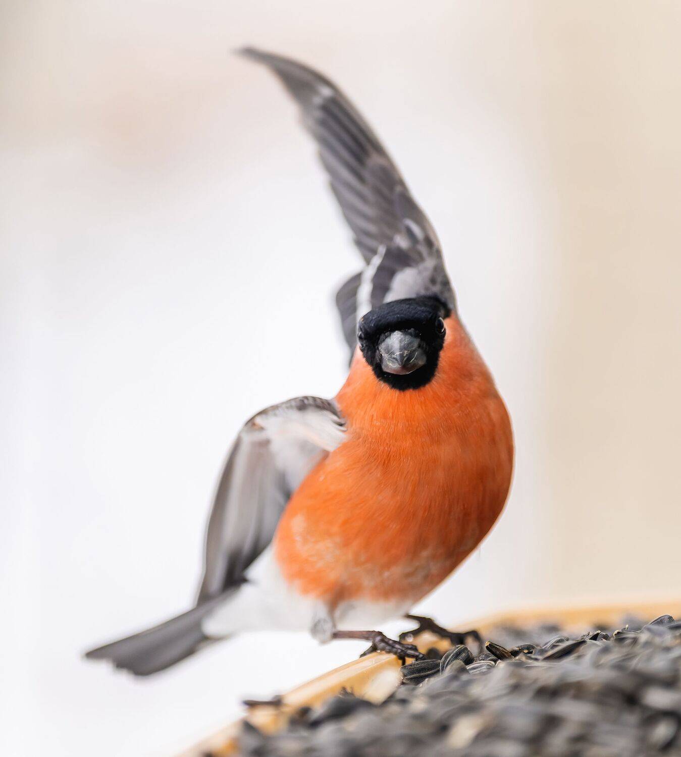 , Дэм Константин