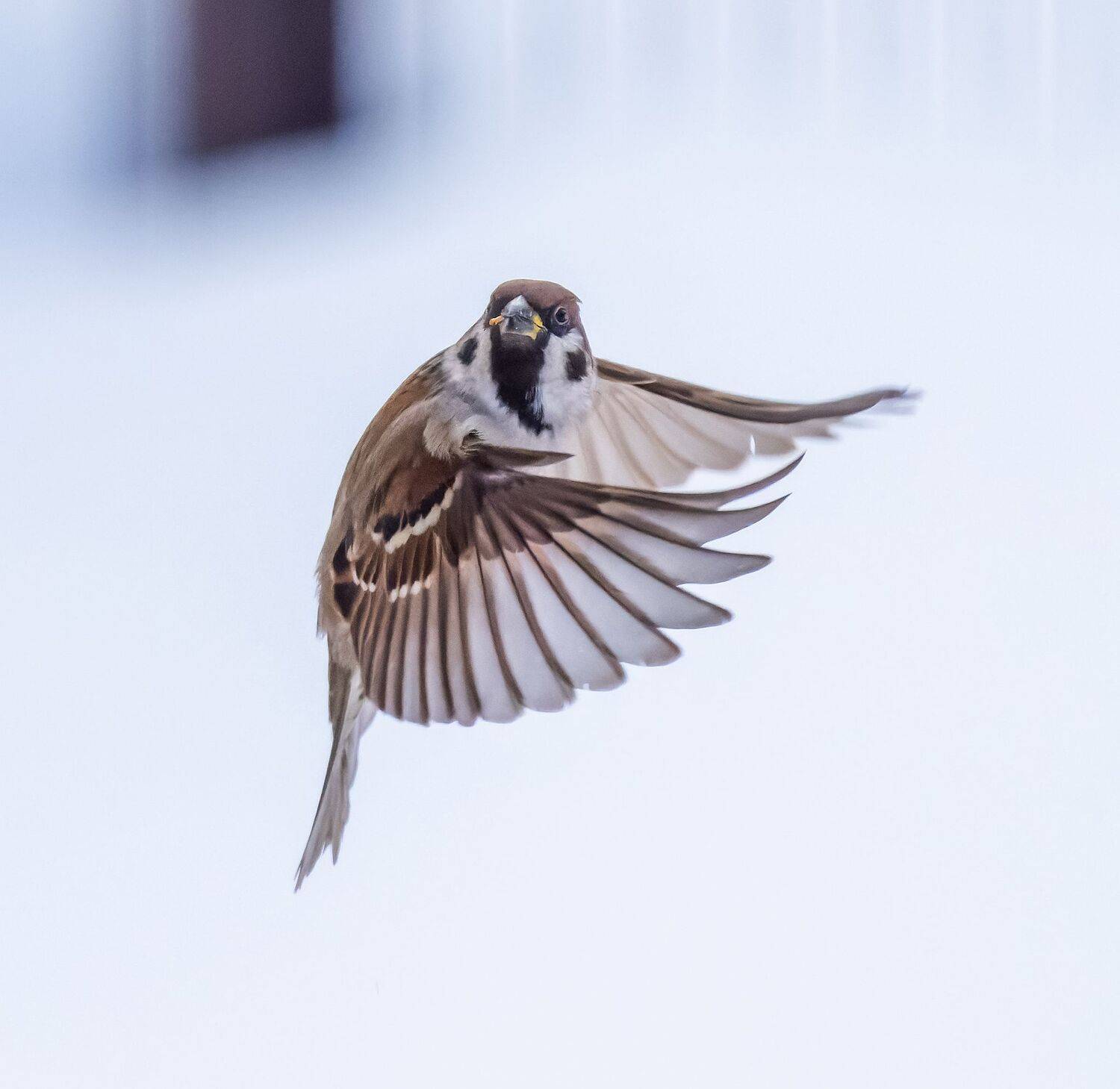 , Дэм Константин