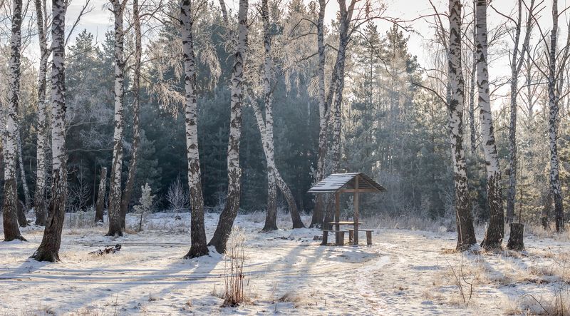 лес, деревья, зима, иней, природа  фото превью