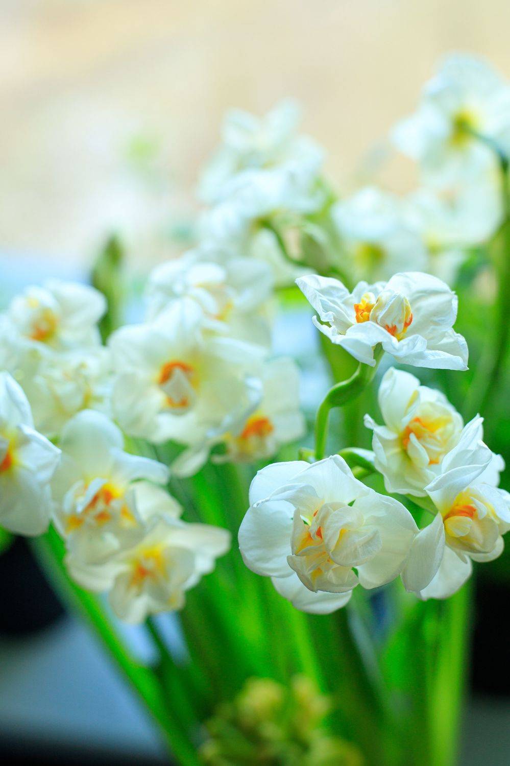 , Жорнова Светлана