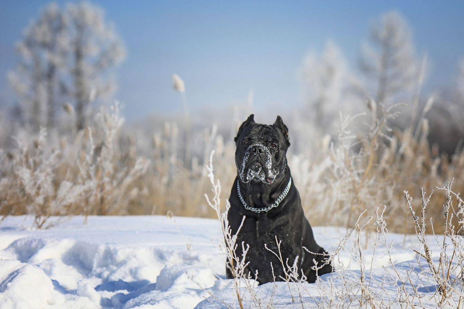 , Андрей Ершов