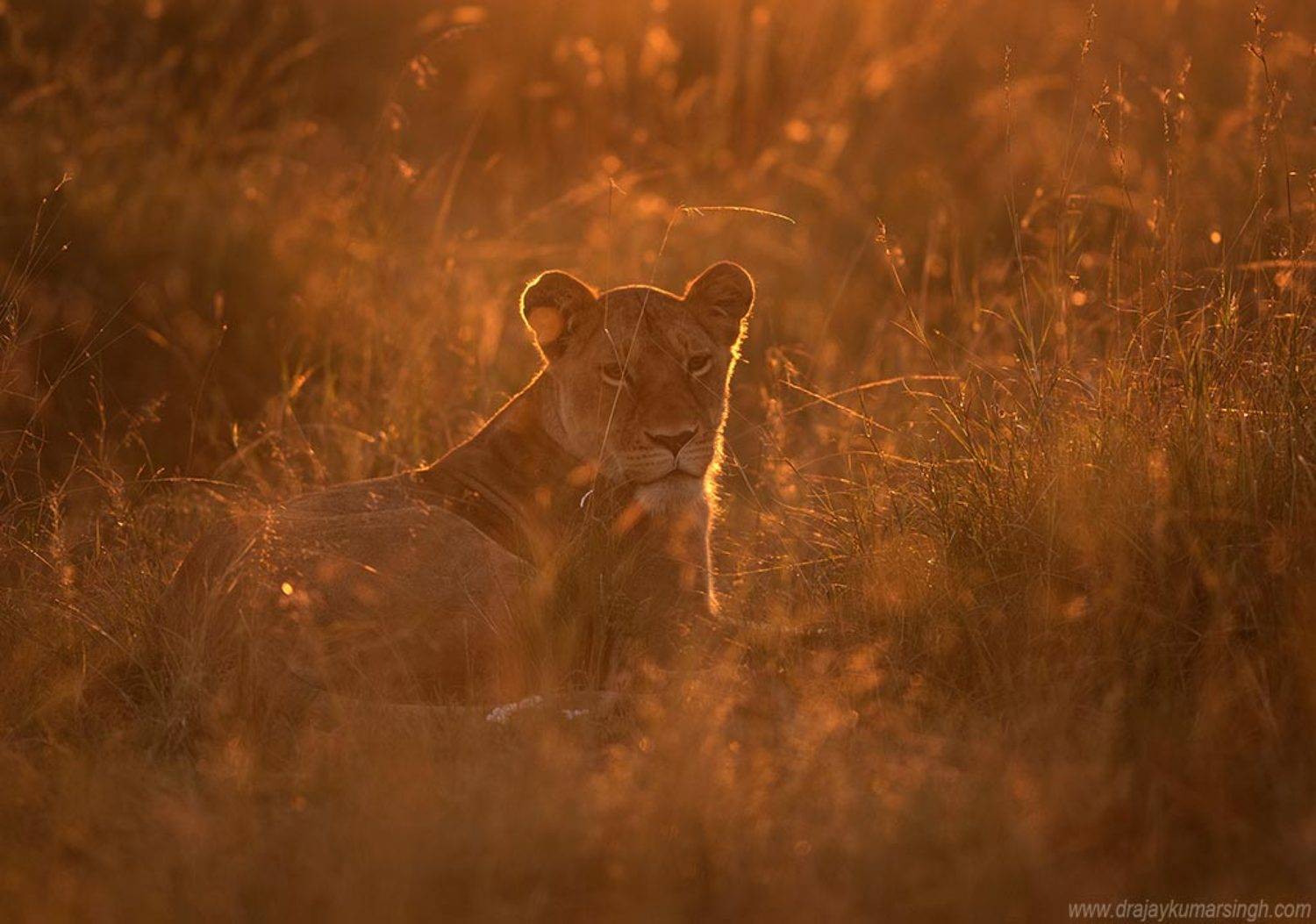 lion Mara, Dr Ajay Kumar Singh