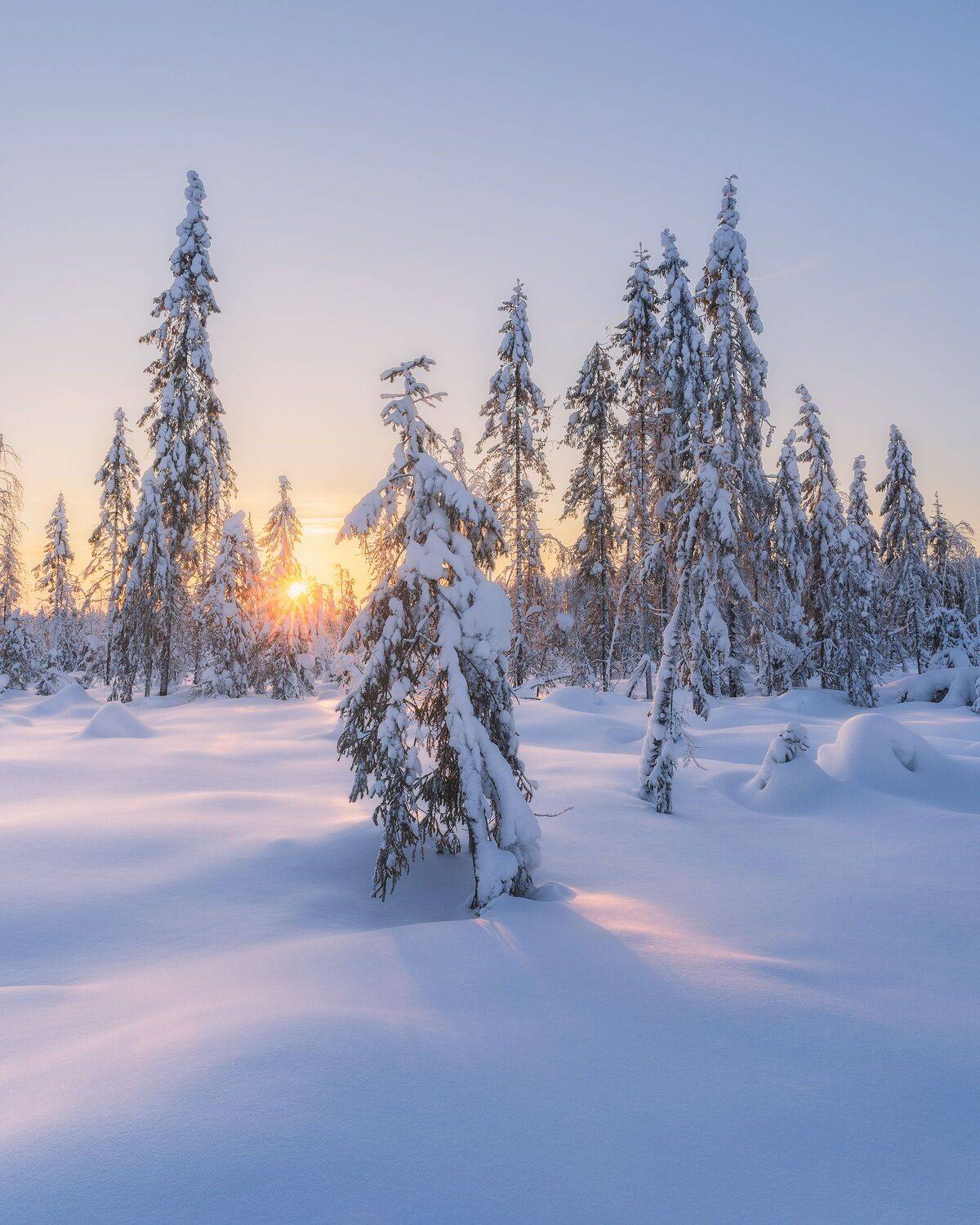 пейзаж, зима, снег, тайга, лес, деревья, landscape, woodland, winter, taiga, snow, рассвет, мороз, утро, коми, sunrise, morning, frozen, komi, Чаланов Иван