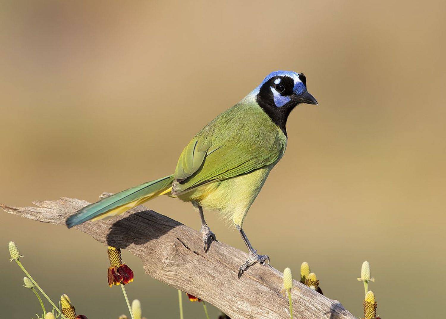 перуанская разноцветная сойка, green jay, сойка, jay, texas, Etkind Elizabeth