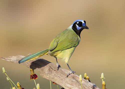 Green Jay -Зелёная Перуанская разноцветная сойка